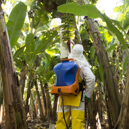 Manejo fitosanitario en banano durante la ipulverizacion en una plantación tropical