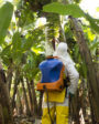 Manejo fitosanitario en banano durante la ipulverizacion en una plantación tropical