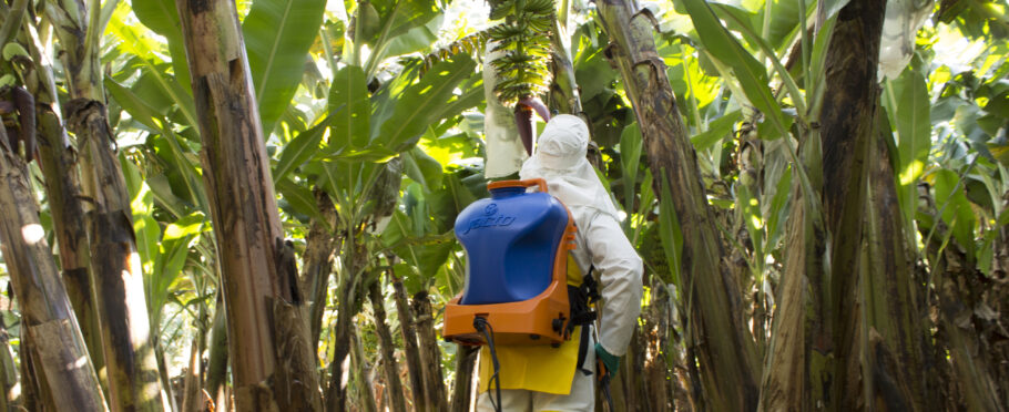 Manejo fitosanitario en banano durante la ipulverizacion en una plantación tropical