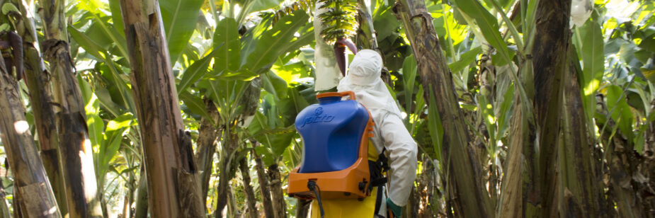Manejo fitosanitario en banano durante la ipulverizacion en una plantación tropical