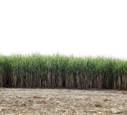 Cultivo de caña de azúcar con cañaveral desarrollado y residuos de cosecha en el suelo..