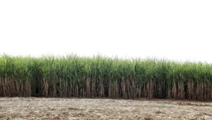 Cultivo de caña de azúcar con cañaveral desarrollado y residuos de cosecha en el suelo..