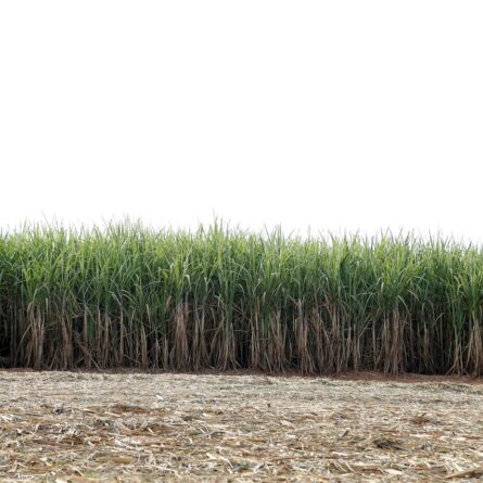 Cultivo de caña de azúcar con cañaveral desarrollado y residuos de cosecha en el suelo..