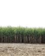 Cultivo de caña de azúcar con cañaveral desarrollado y residuos de cosecha en el suelo..
