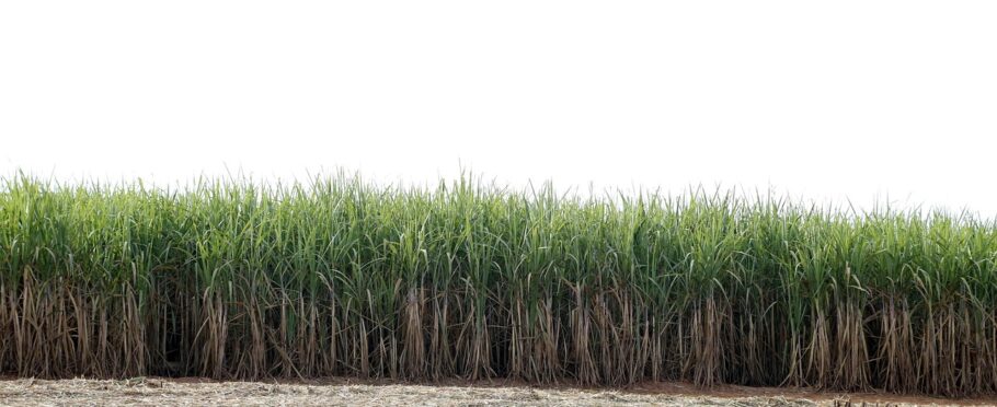 Cultivo de caña de azúcar con cañaveral desarrollado y residuos de cosecha en el suelo..