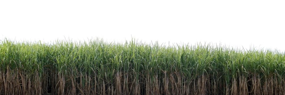 Cultivo de caña de azúcar con cañaveral desarrollado y residuos de cosecha en el suelo..