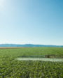 Pulverizador agrícola en el campo durante la evaluación de las condiciones para pulverizar.