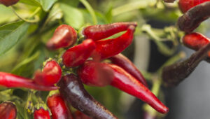 Primer plano de chiles rojos y morados en la planta, rodeados de hojas verdes.