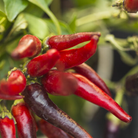 Primer plano de chiles rojos y morados en la planta, rodeados de hojas verdes.
