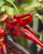 Primer plano de chiles rojos y morados en la planta, rodeados de hojas verdes.