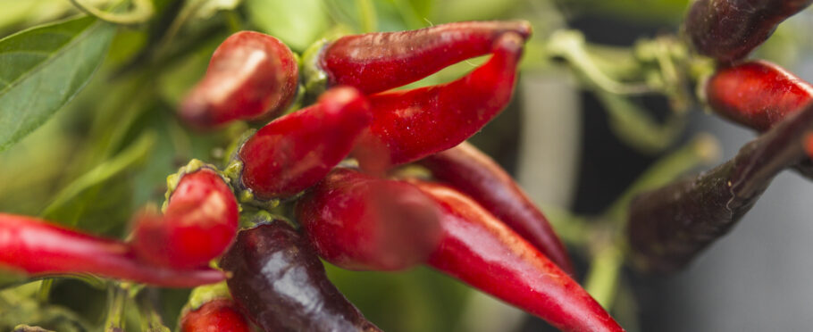 Primer plano de chiles rojos y morados en la planta, rodeados de hojas verdes.