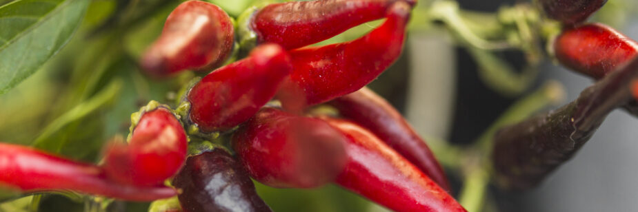Primer plano de chiles rojos y morados en la planta, rodeados de hojas verdes.